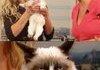 Grumpy cat on FOX