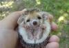 Hedgy the hog