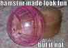 hamster