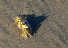 BATCRAB