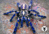 Poecilotheria metallica tarantula