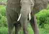 This is probably Irrelephant.