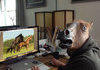 horse