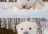 Baby Polar Bear in the snow