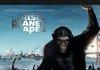 Raising apes