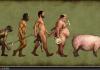 Evolution Of Man