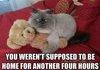 teddy cat