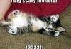 Cute Kitten
