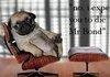 Pug
