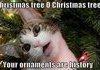 Kitten tree