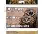 Funny Owl Compilation