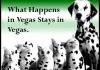 What Happens In Vegas, Stays In Vegas!