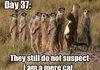 Mere cat