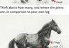 Horse?