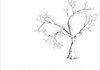 Trees and Friends