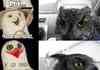 Owl Be Damned