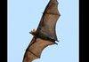 Flying fox (species of fruit bat)