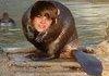 justin beaver