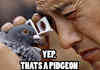 Mmmhm, Pidgeon, Yup
