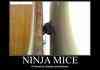 Ninja Mice