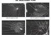 Just spiders on drugs..