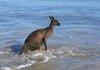 Kangaroo sets off on a voyage