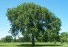 I like this tree