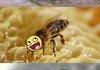 Epic Insects