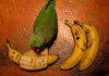 banana death