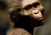 Ridiculously Photogenic Hominid
