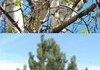 Goddamn trees