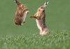 Every bunny was kung fu fighting