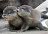 baby otters!