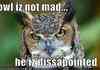 dissapointed owl