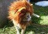 Rawr. I'm a lion.