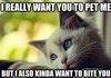 the typical cat