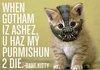 Bane Kitty