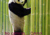 Pissing panda