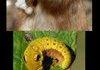 If pokemon were real