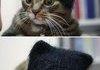 Nice Disguise, Cat