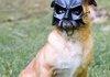 Batpug