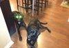 Mother of god,,dogs have lazers