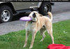 I love dogs