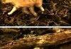 DAMN YOU CAT LASSIE!