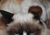 Grumpy cat and dog!