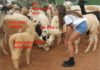 tags