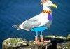 Awesome Seagull