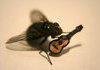 adventures of fly 2