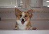 Photogenic Dog