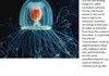 Immortal jellyfish